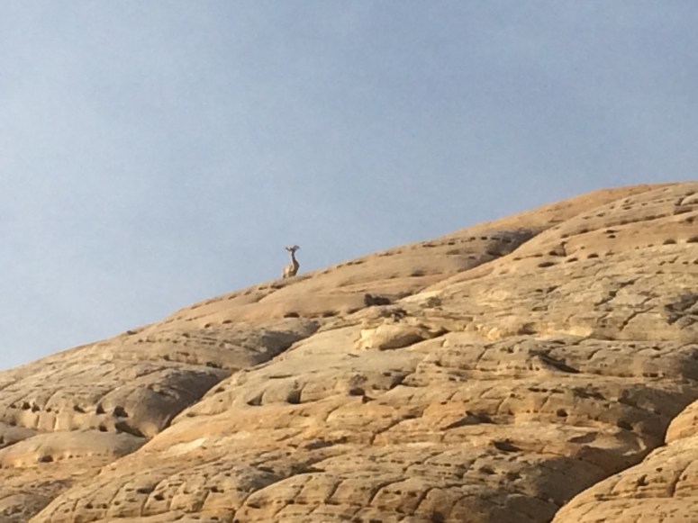 Goat dude in profile. My camera is angled almost directly up for this photo. This goat is enjoying a pretty extreme vantage point.