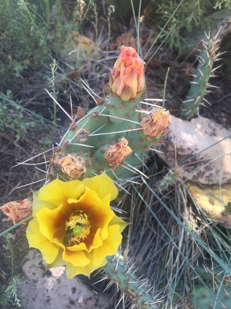 Great flowers alongside the rim trail.