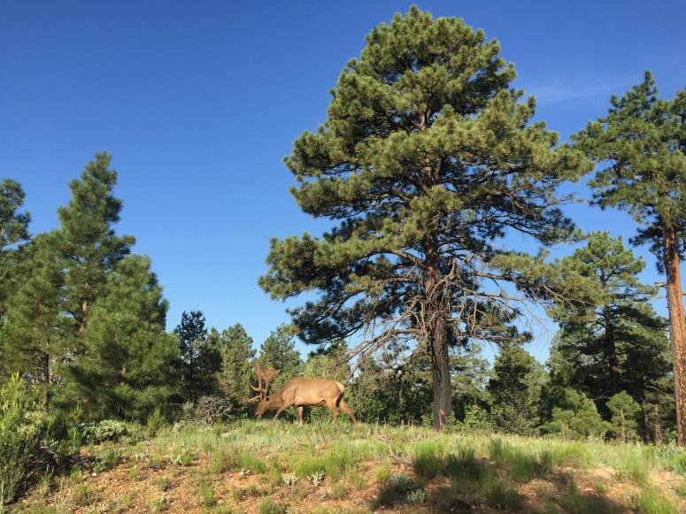 Early morning in the park means animal friends are often grazing. Look at the rack on this guy!