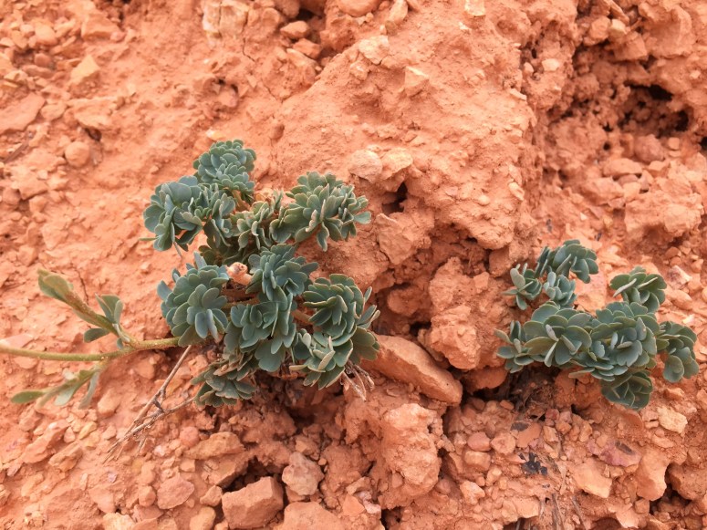 Green set off against the orange.